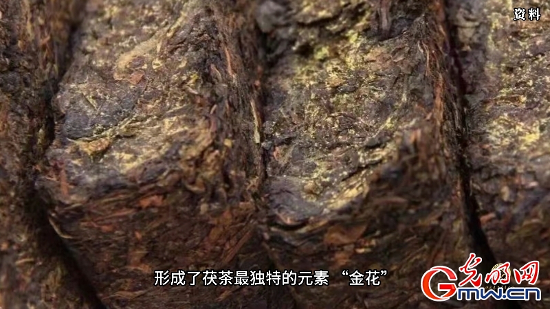 中国非遗年度人物｜“自古岭北不植茶” 陕西为何能孕育出神秘黑茶？