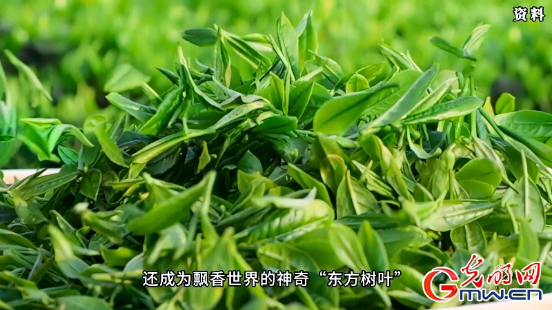中国非遗年度人物｜传承千年 这片神奇的东方树叶为何能飘香世界？