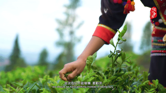 “可爱的中国”之德昂族：出生茶、定亲茶、和睦茶……这个民族以茶为图腾