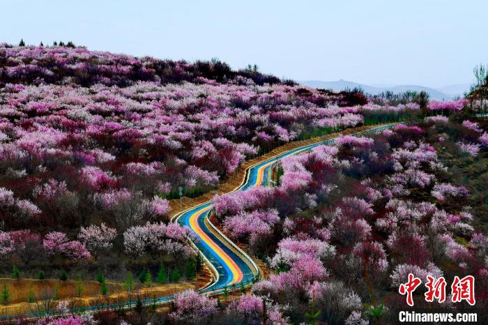 在宁夏固原市彭阳县境内,茹河飞瀑布照映桃红柳绿,金鸡坪梯田桃花缠成