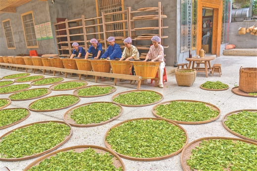 电力赋能 茶乡更香
